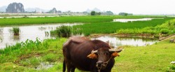 610x250_ninh-binh-buffalo-green-watery-scenery